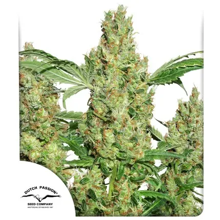 Power Plant Regular