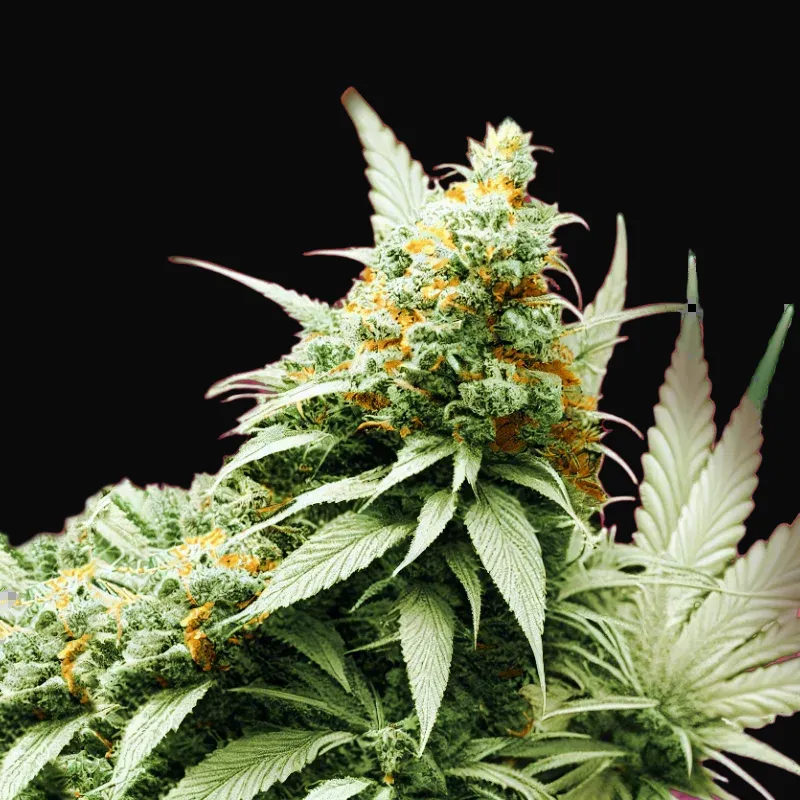 Pre-99 Big Bud