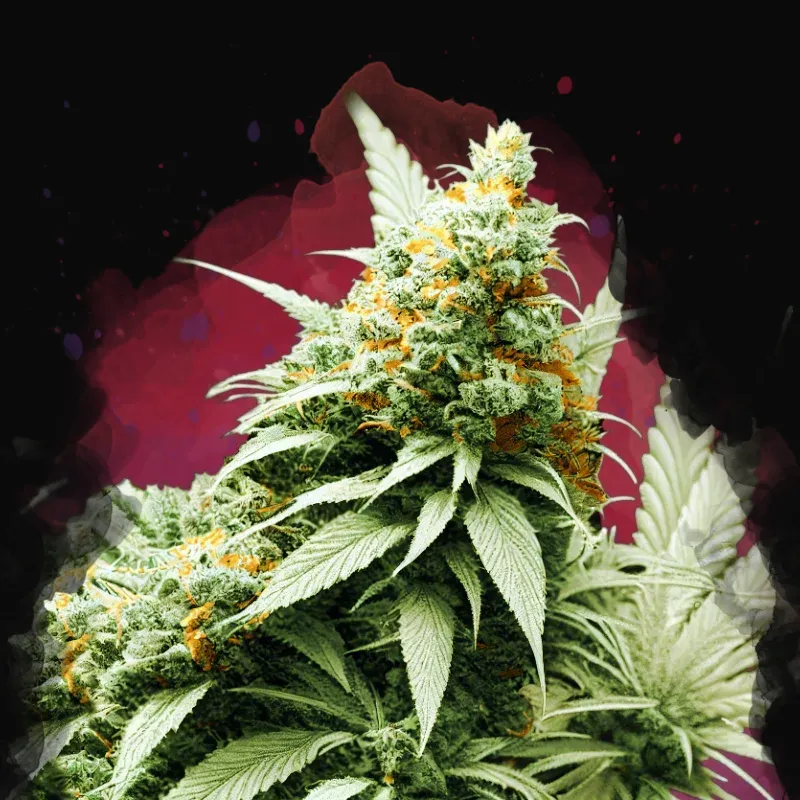 Pre-99 Big Bud