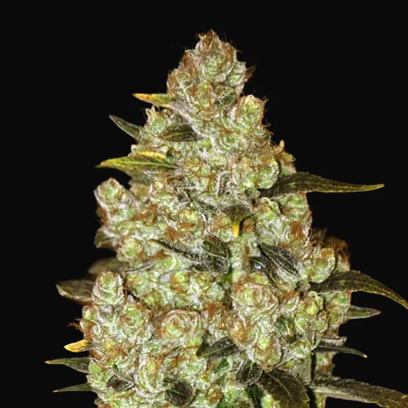 Psychedelic