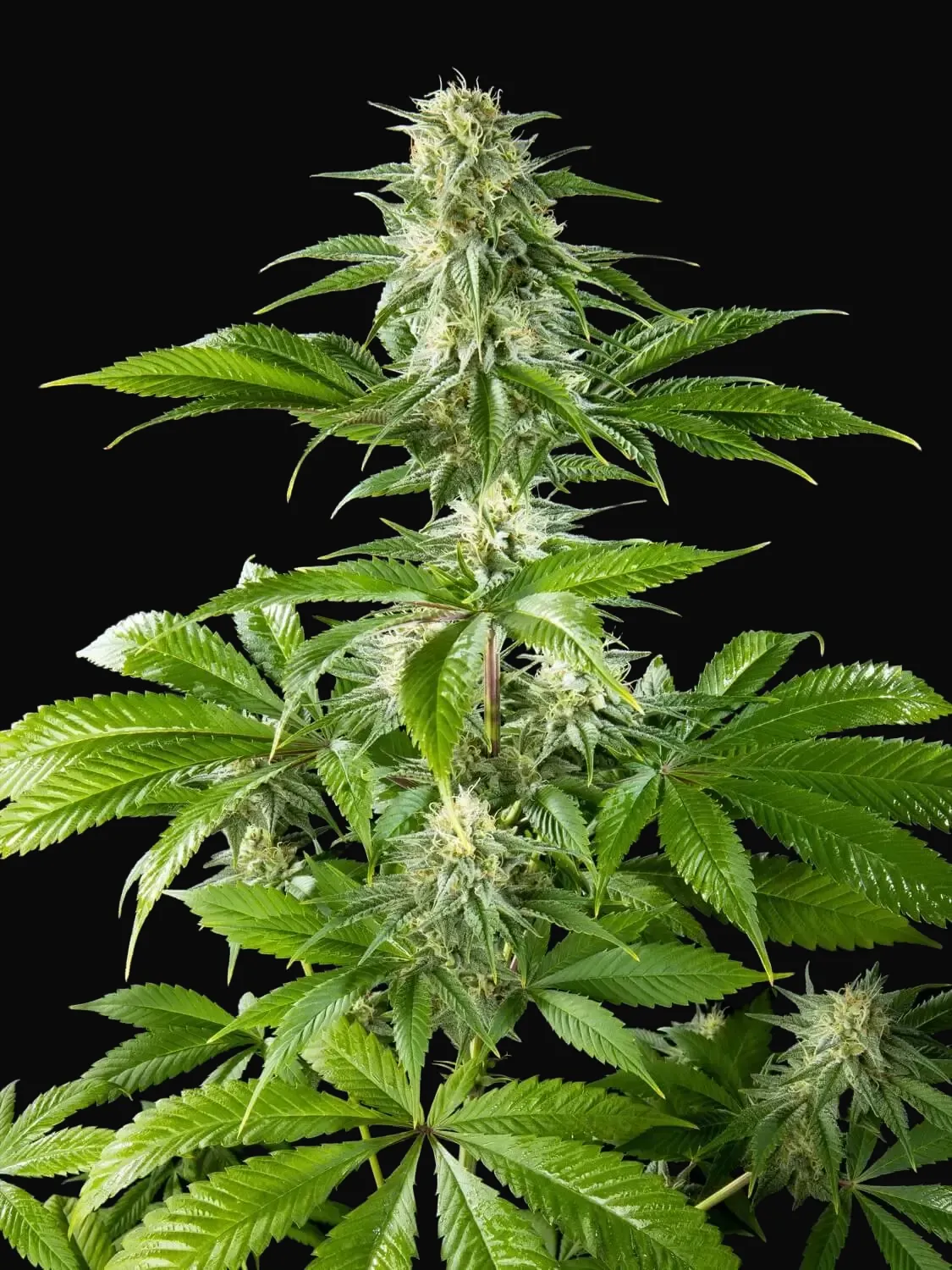 Pure CBD Punch