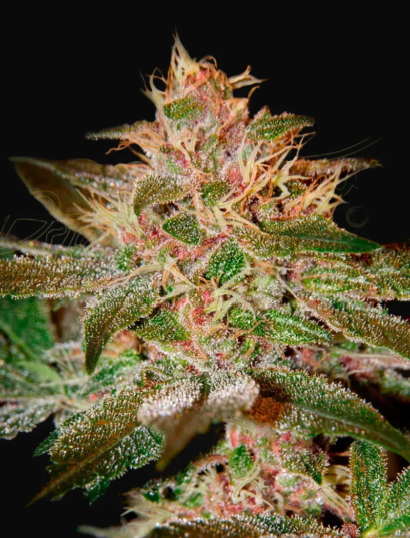 Pure Kush