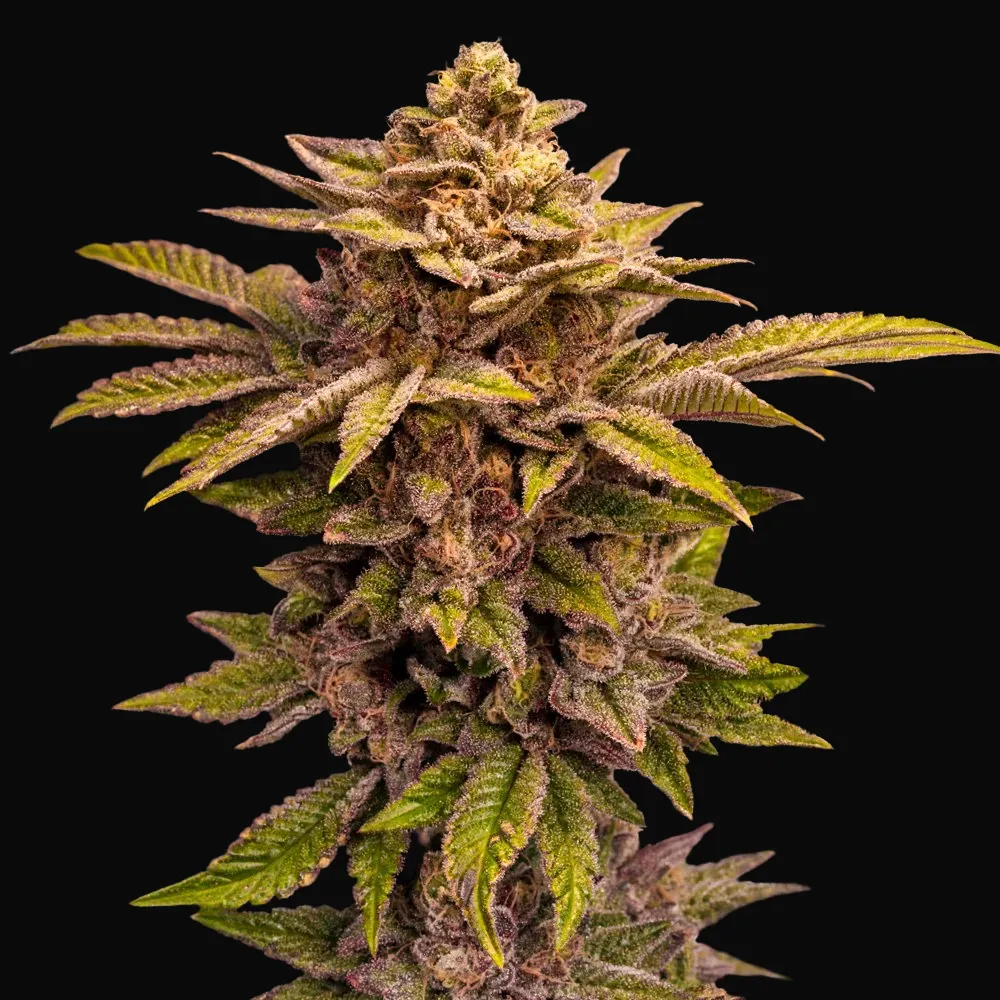 Pure Lemon Cherry