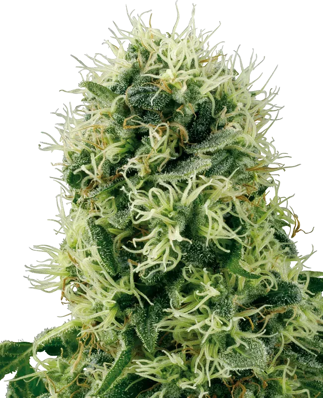 Pure Power Plant Feminized