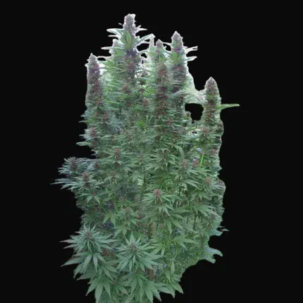 Purple #1
