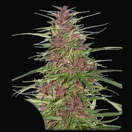 Purple #1 Regular