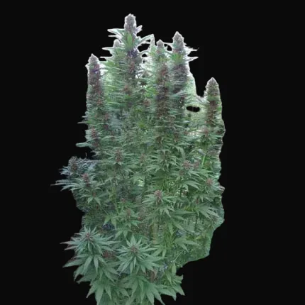Purple #1 Regular