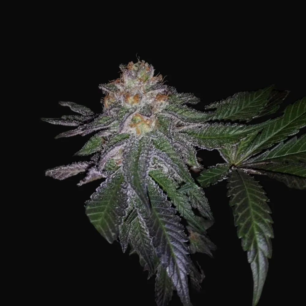 Purple Banana Cream
