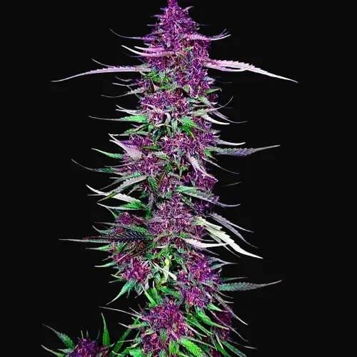 Purple Berry Kush