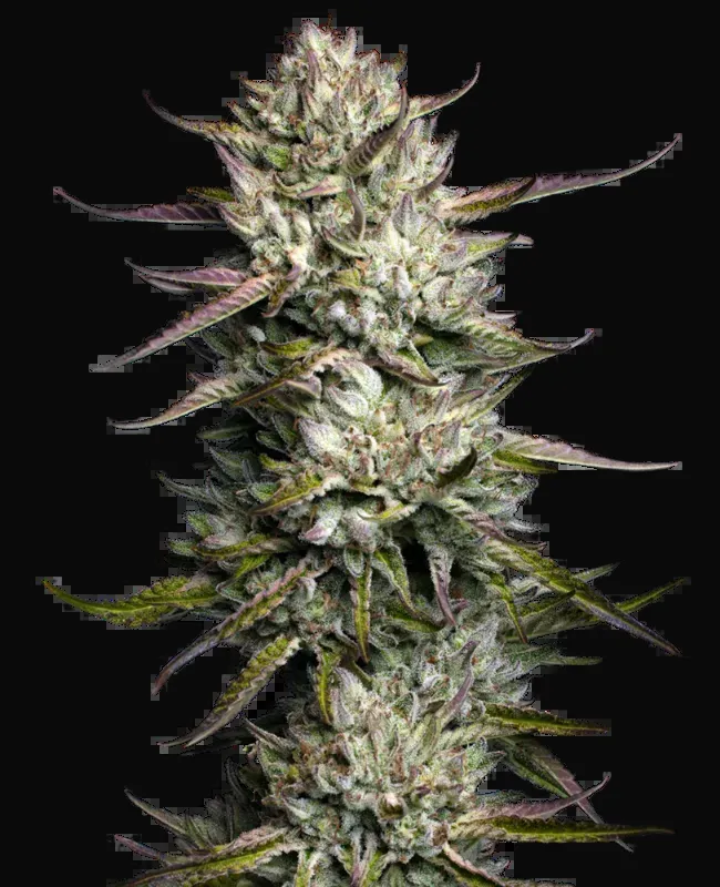 Purple Berry Muffinz Feminized
