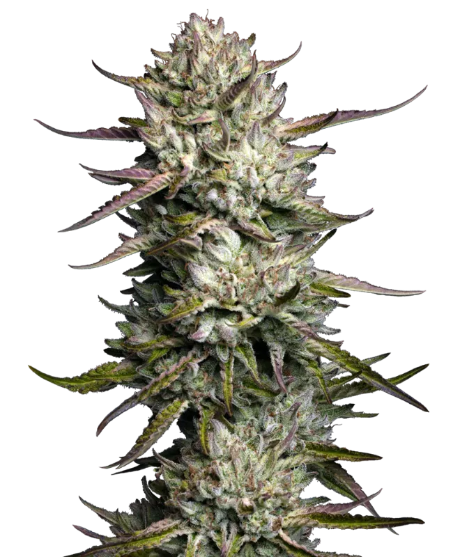 Purple Berry Muffinz Feminized