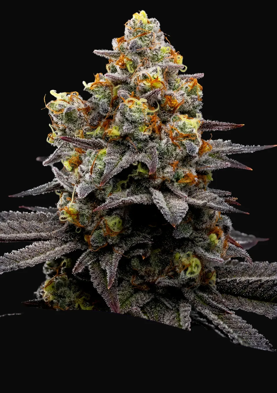 Purple Boost Highness