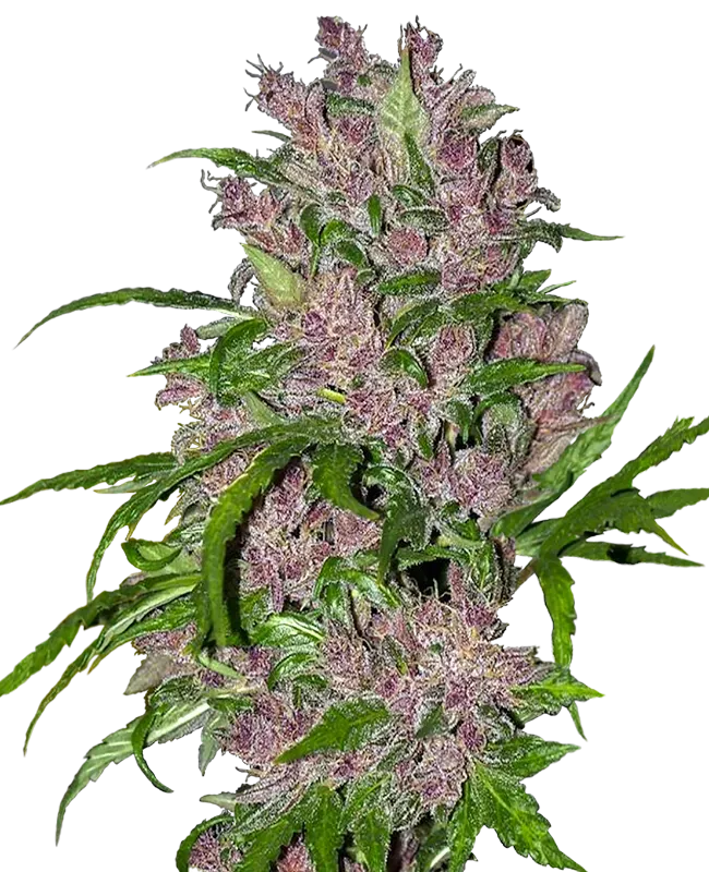 Purple Bud Automatic