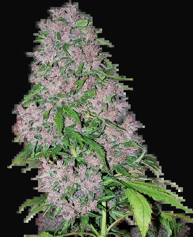Purple Bud Feminized