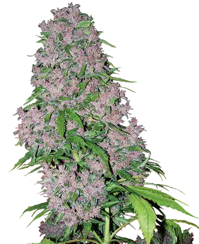 Purple Bud Feminized