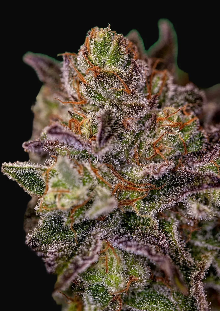 Purple Cherry
