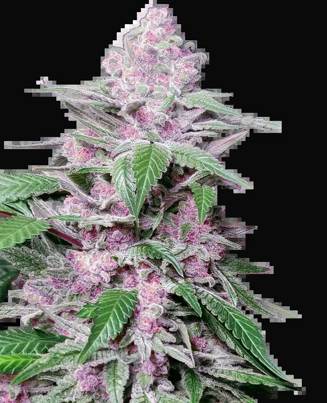 Purple Cookie Kush Feminized