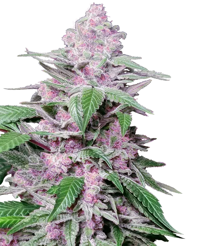 Purple Cookie Kush Feminized