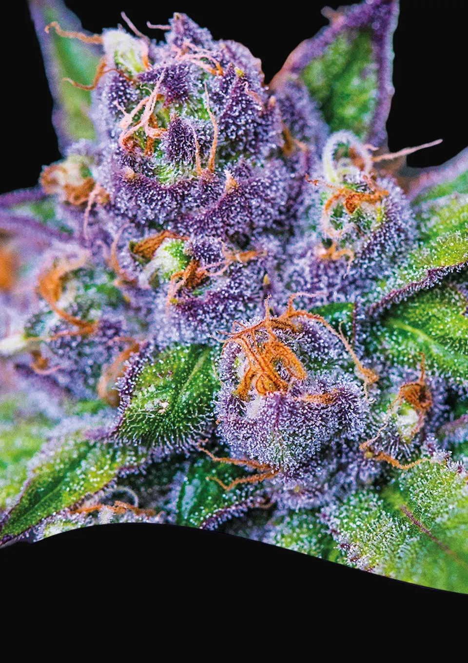Purple Domina Auto