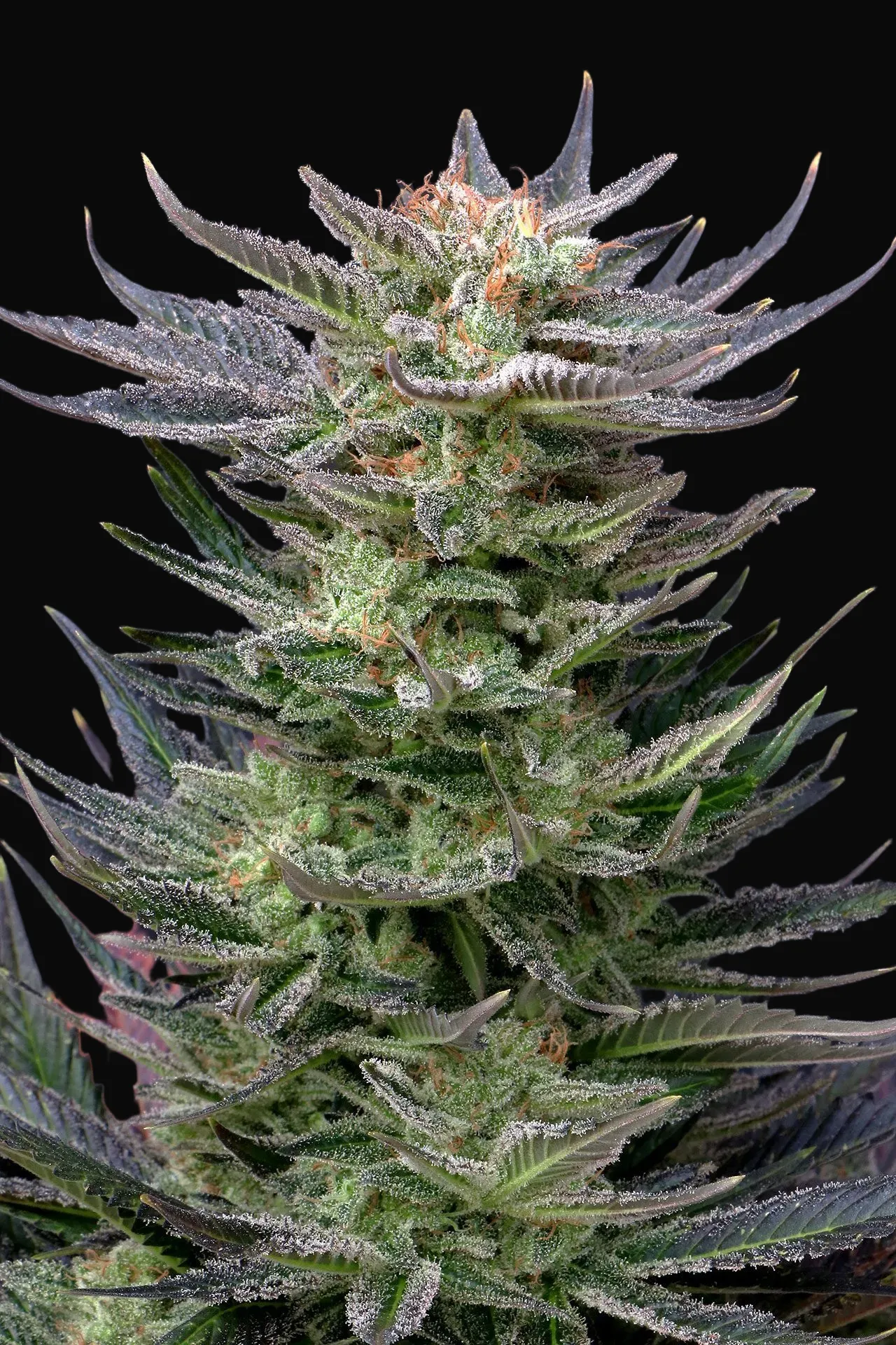 Purple Dream Auto