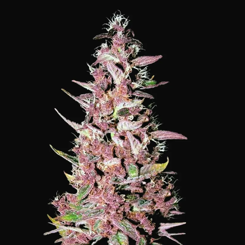 Purple Glam Kush