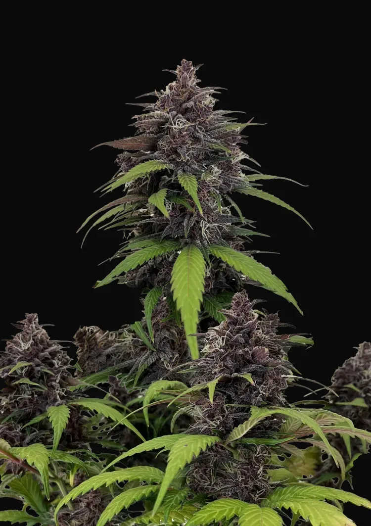 Purple Haze Auto