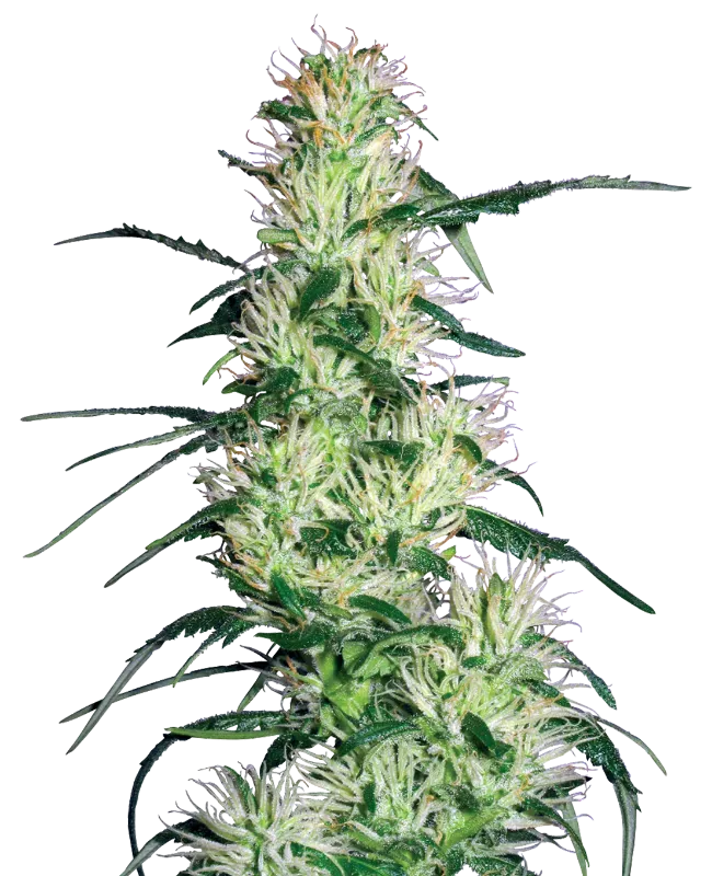 Purple Haze Feminized