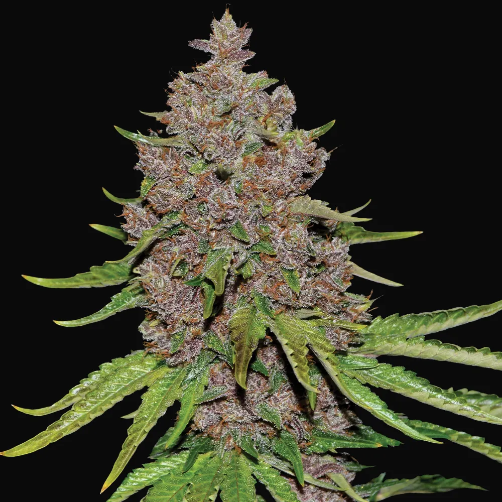 Purple Haze