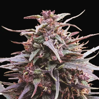 Purple Haze x Malawi