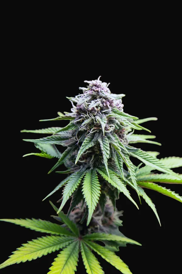 Purple Kali Fruit