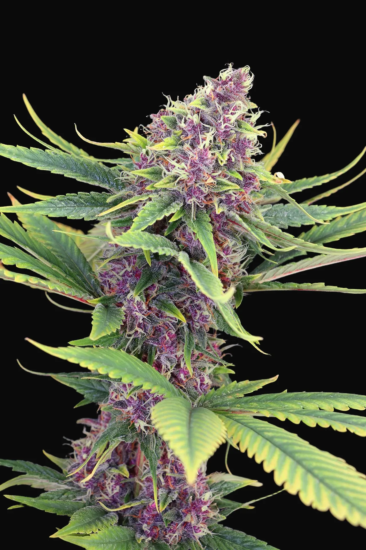 Purple Kush
