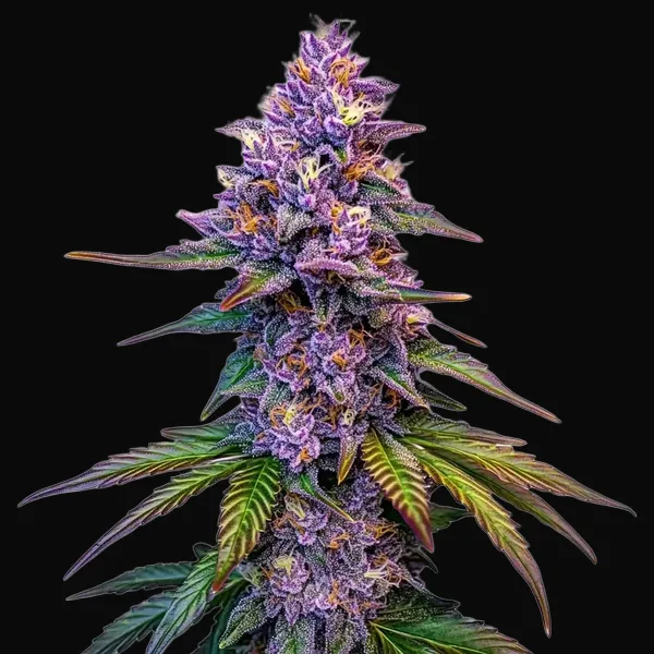 Purple Lemonade Autoflower
