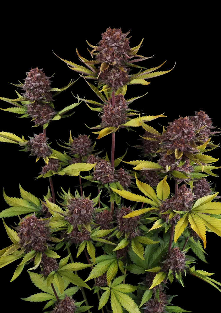 Purple Lemonade Auto RF3