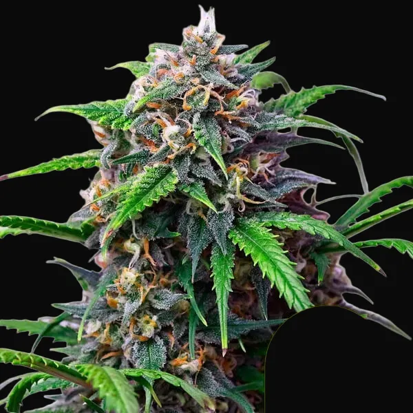 Purple Lemonade Auto