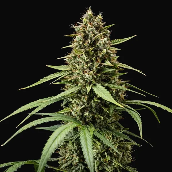 Purple Lemonade Auto