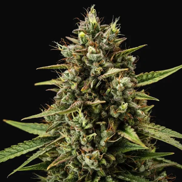 Purple Lemonade Auto