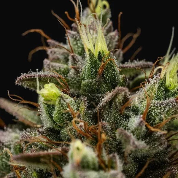 Purple Lemonade Auto