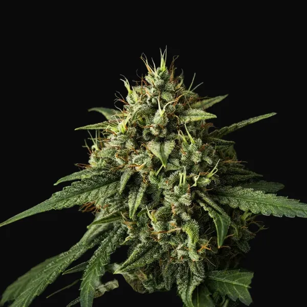 Purple Lemonade Auto