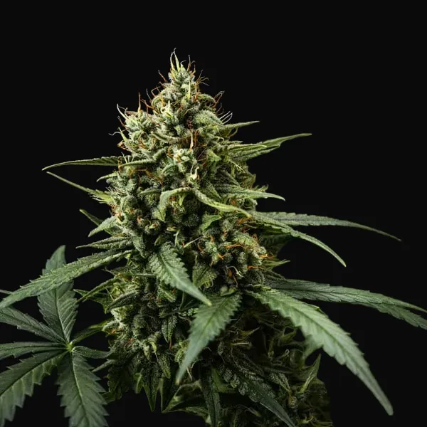 Purple Lemonade Auto