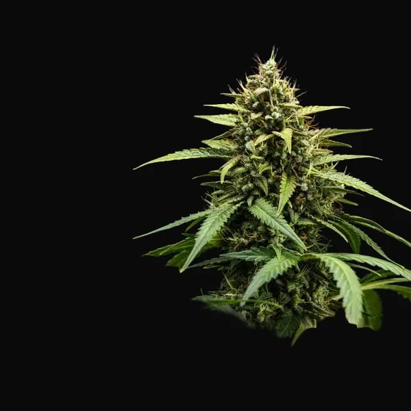 Purple Lemonade Auto