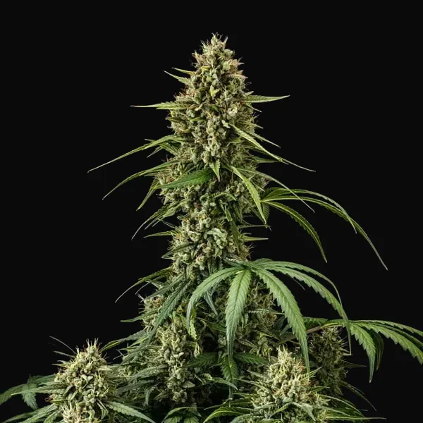 Purple Lemonade Auto