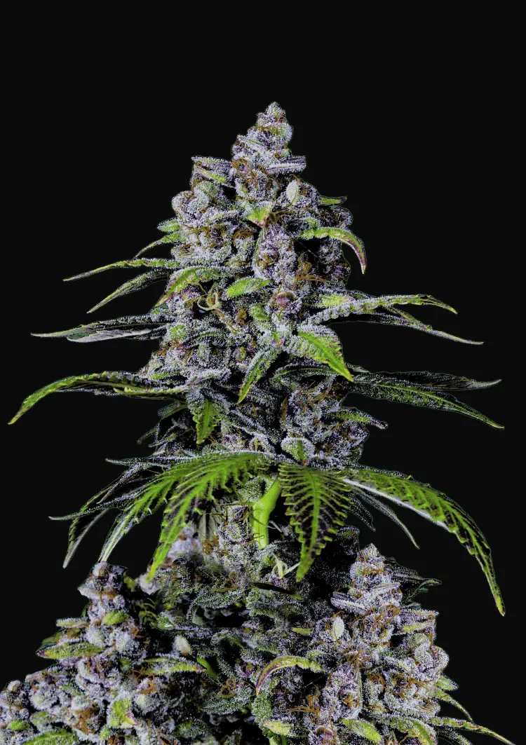 Purple Lemonade FF