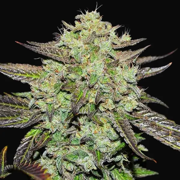 Purple Mango Kush Early Version