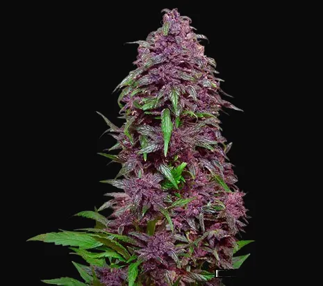 Purple Mazar Auto