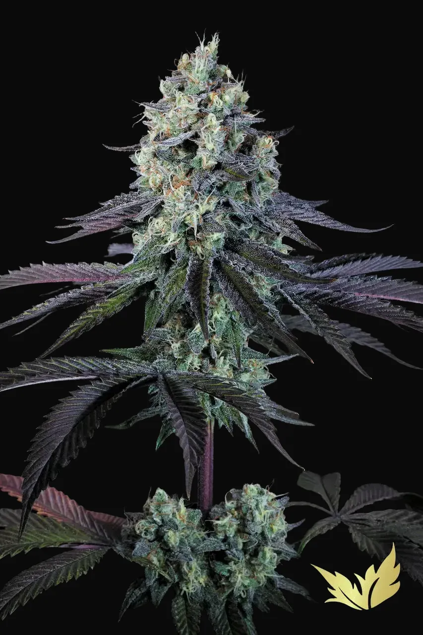 Purple Mints