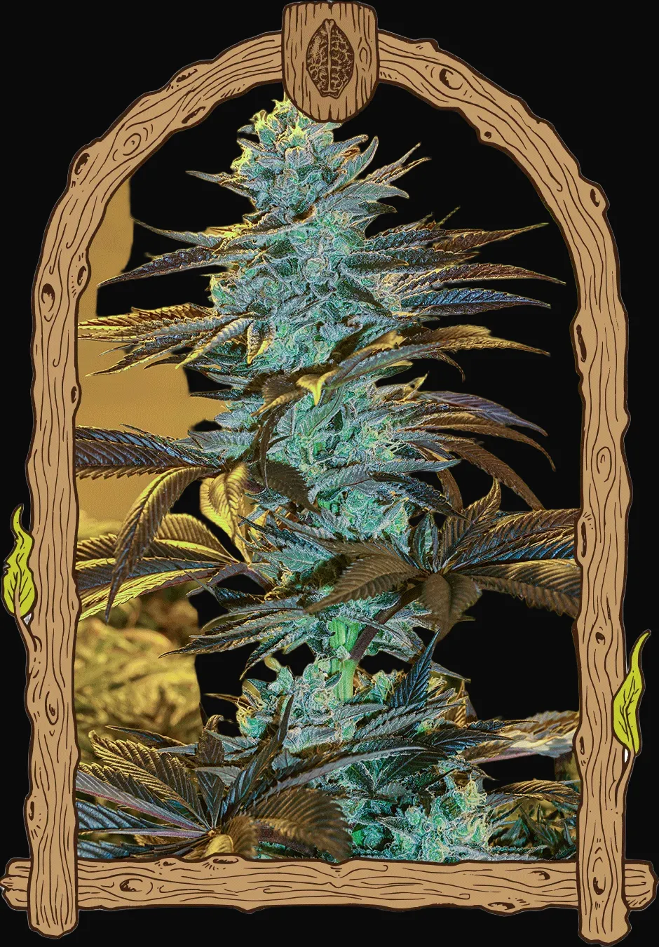 Purple Monkey Auto