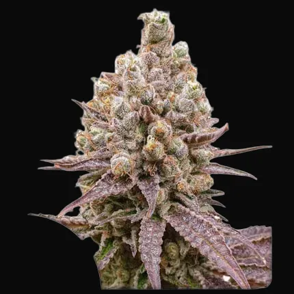 Purple OG Punch