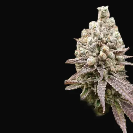 Purple OG Punch