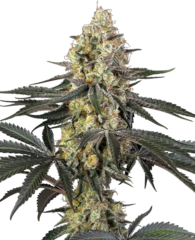 Purple Papaya Paradise Feminized