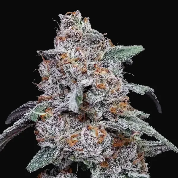 Purple People Eater Auto